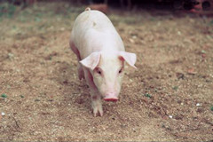 猪咳喘病治疗的真相，有多少养猪户走入误区？
