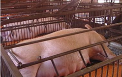 猪缺少钙质也会出大问题