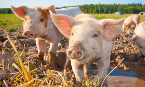 农业部专家解读：如何看待当前生猪价格走势？