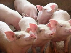 猪咬尾行为是猪对环境的对抗，愤怒的表现吗？