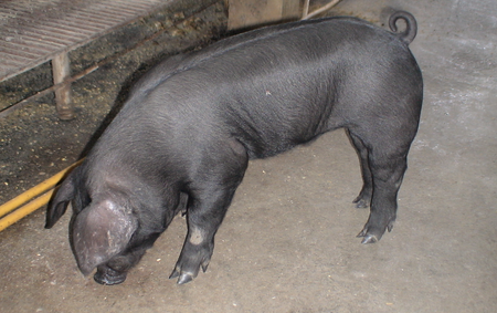 海南“染色黑猪”真相公布：木炭粉让“白猪变黑猪”