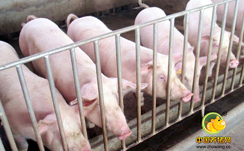 母猪市场存栏下降猪价或持续上涨至明年