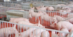 养猪成本取决于猪群健康状况
