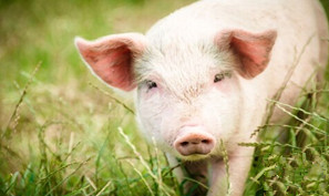 秋季猪场养猪如何防范