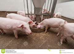 养猪过程中，能量饲料与原料的选购及应用注意事项有哪些
