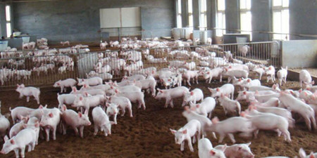 国内猪价稳中有涨 需求回升后猪价将随之反弹