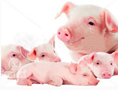 夏季母猪饲养管理有诀窍