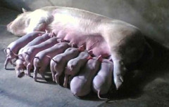 分娩母猪与哺乳仔猪的主要生理特点