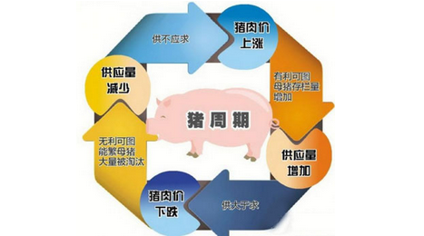 关于“猪周期”频发 养猪人必须知道的几点原因