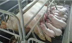 母猪产后消炎对仔猪、种猪的影响及效果评断标准是什么