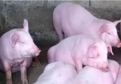 防止产后母猪撕咬仔猪的技术措施