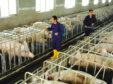 猪场管理和防疫的五大建设 你重视了吗？