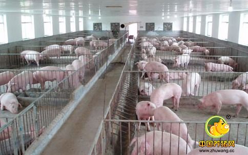 生猪规模化和专业化养殖是国际趋势