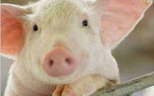 猪场对于产品实效投诉带来的思考？