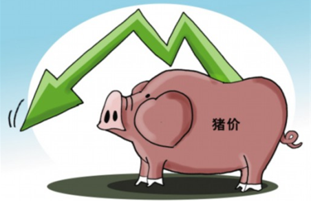 猪价又不动了，原因是养猪集团在8月集中抛售卖猪？