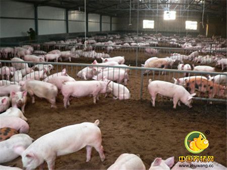 夏季猪场常见的八种仔猪顽固性腹泻的防治方法！
