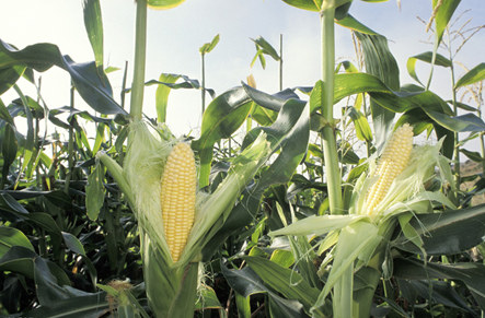 CBOT玉米期货结束六日连涨