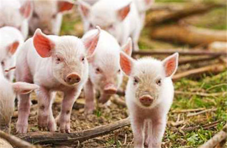 六招实用诱饲技巧提高保育猪成活率