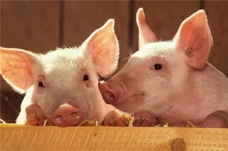 猪异食癖到底是怎么回事？