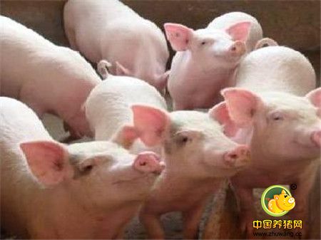 影响生猪免疫效果的因素有哪些