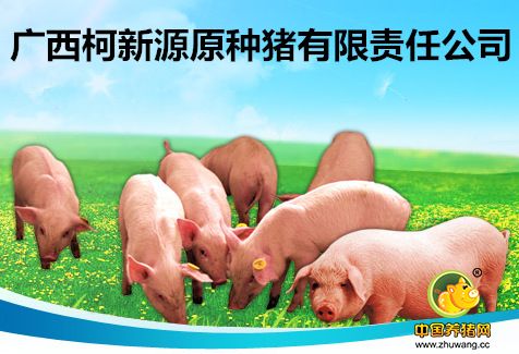 名企推荐——广西柯新源原种猪有限责任公司