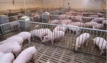秋季规模化猪场猪群保健法