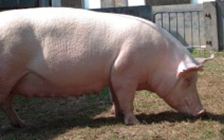 猪场中五种母猪需要即时的淘汰处理措施