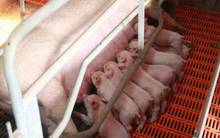 养殖场内母猪临产时技术管理措施