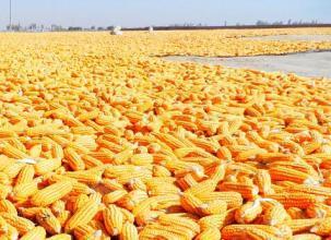 形势严峻！东北玉米供大于求近5000万吨