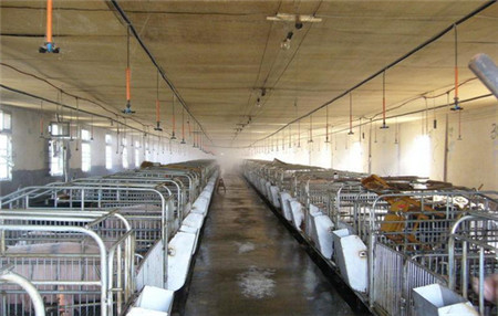 关于养猪生产过程中的坏习惯
