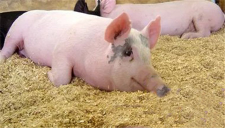 猪育肥的秋季养猪宝典