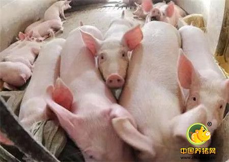 养猪场秋季注意防治猪呼吸道疾病