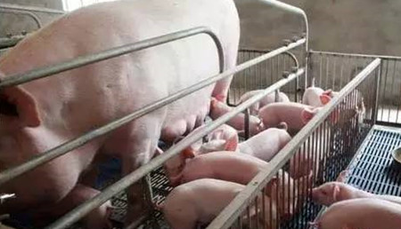 母猪拒绝给仔猪哺乳的原因和对策