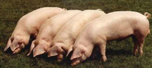 政府也抢猪源：把猪卖给广州，最高补贴高达500万！