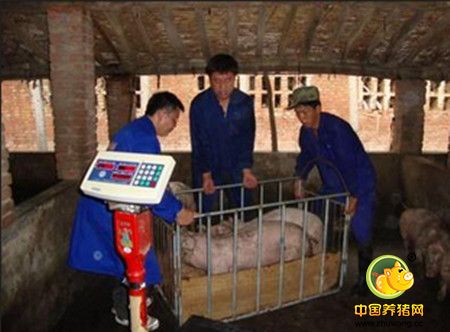 养猪户不得不服的卖猪技巧有哪些？