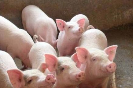 养猪产能回补量急速减少 未来的猪价或再次走向高位