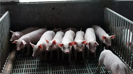 ＂六改六定＂养猪法，高效养猪新法