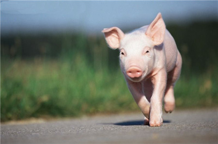 图文详解养猪指导：从育种到分娩后育肥
