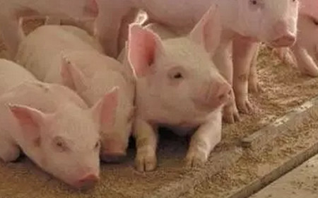 今日养殖户补栏积极性放缓 对远期猪价形成利好