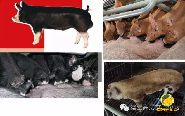 《中国猪业高层交流论坛》线下活动山东站之（二）山东日照原种猪场
