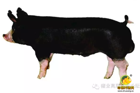 《中国猪业高层交流论坛》线下活动山东站之（二）山东日照原种猪场