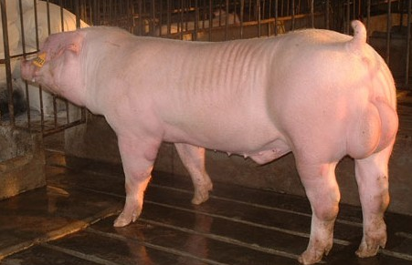 猪肉消费与日递增 猪价还有多大上涨空间？