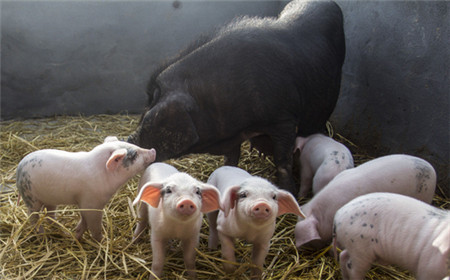母猪六种繁殖障碍病的鉴别诊断与防制