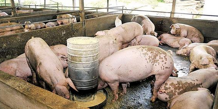 政府要求猪场封闭养殖，否则强制关闭！引起猪农强烈抗议