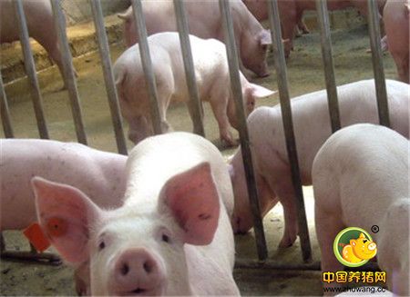 生猪养殖污染整治：禁养区 全面开启拆除模式