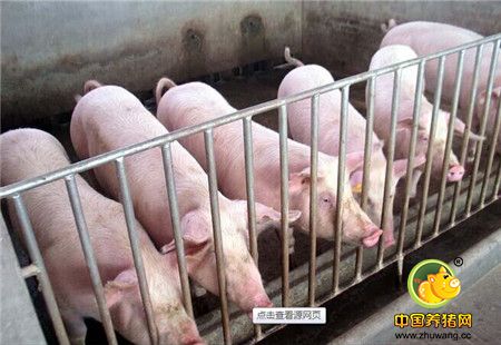 家庭农场式养猪场普遍存在六大致命弱点