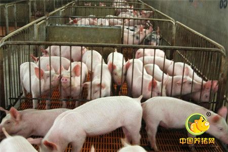 超级全面的养猪场免疫接种操作流程