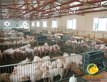 猪场建设之自动化供料系统维护及特点
