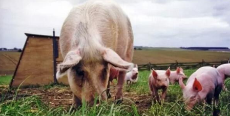 猪肉价格35年竟涨了20倍 养猪人还在“回血”！
