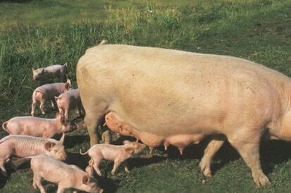 除了传染性疾病，导致母猪产畸形胎儿的原因还有这个